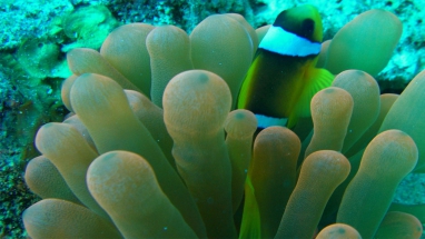 Anemone