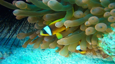 AnemoneIgel