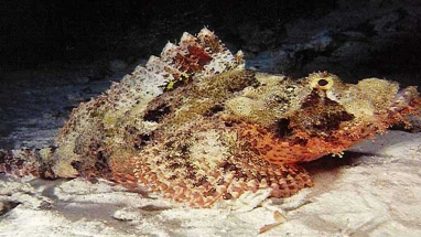 Krokodil