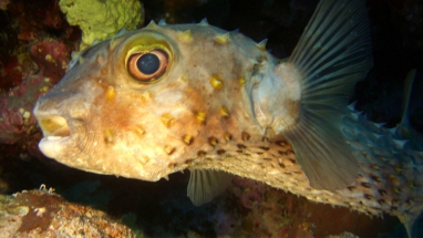 Kugelfisch