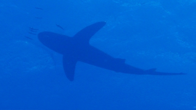 Longimanus