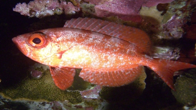 Rotfisch