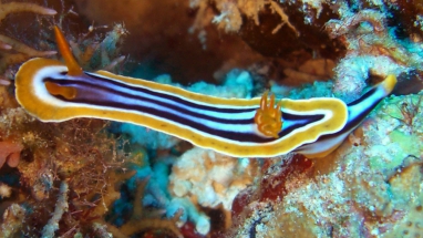 Schnecke