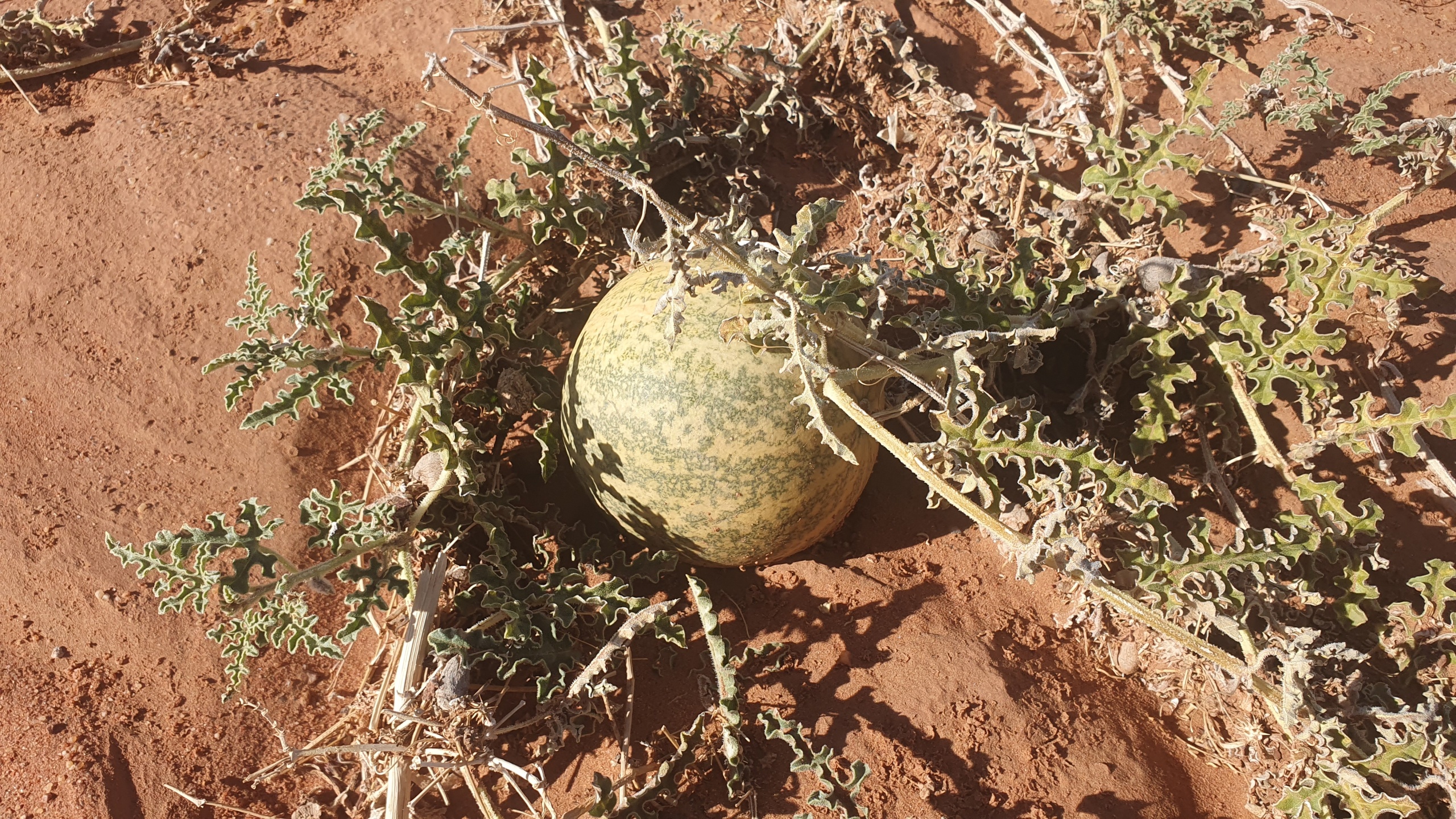 Wüstenmelone jedoch ungeniessbar